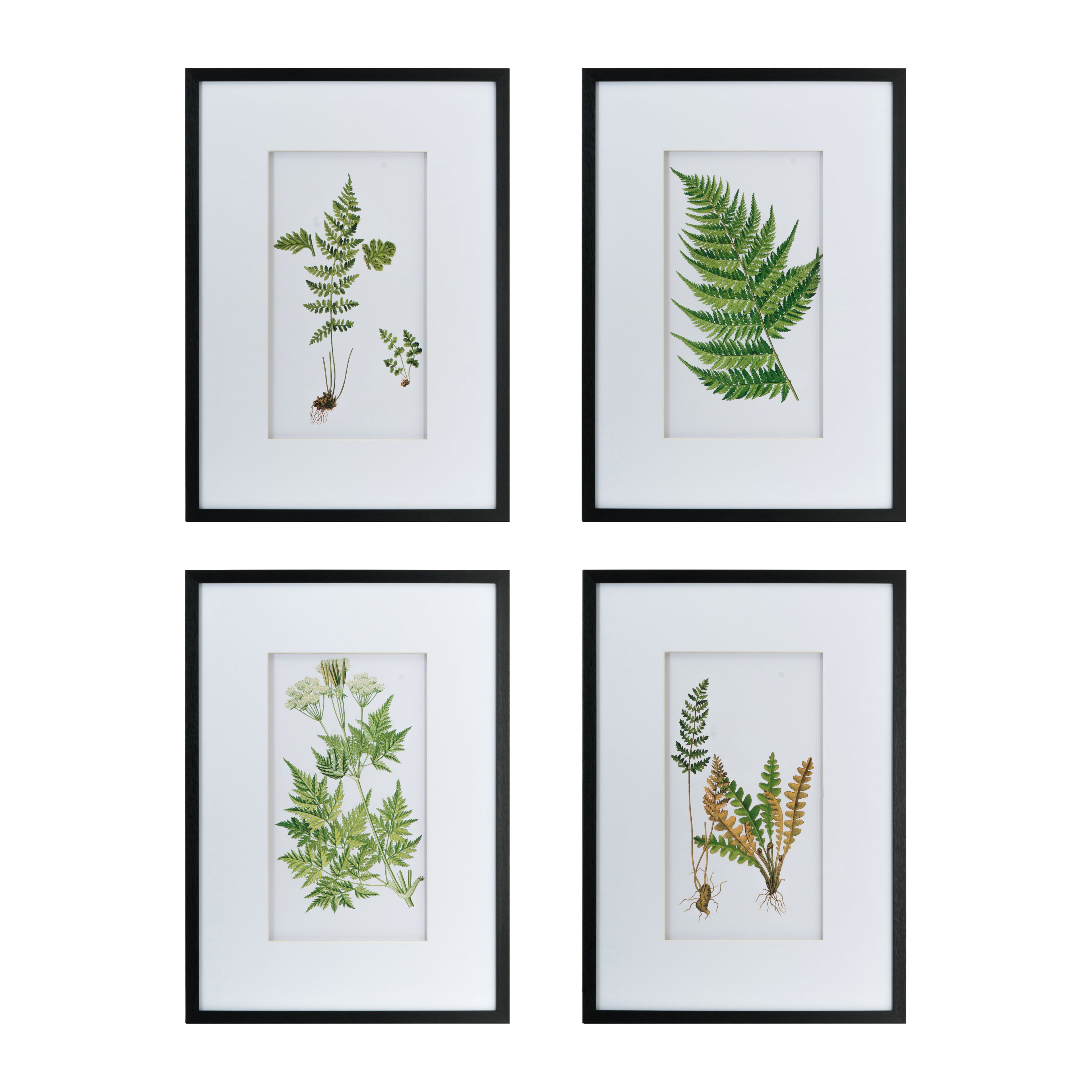 Botanical And Fern Wall Art, Wall Decor For Living Room Dining Room Entryway (Set of 4) - White / Black