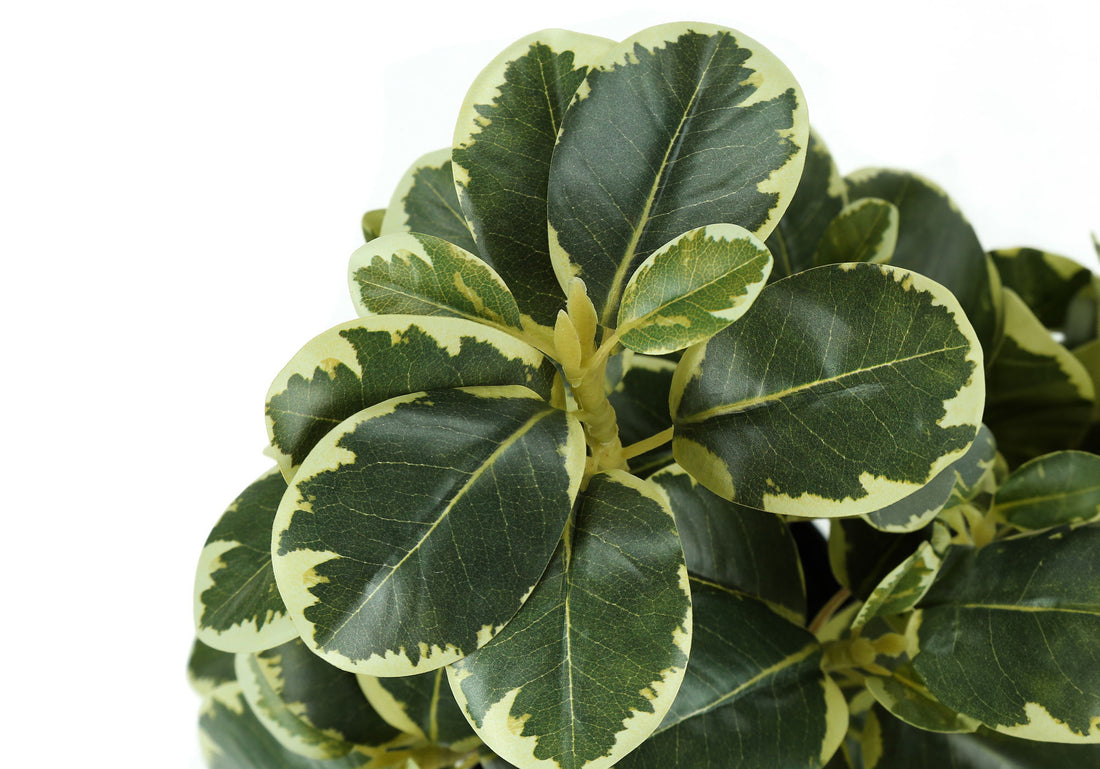 14&quot; Tall, Artificial Plant, Ficus, Indoor, Faux, Fake, Table, Greenery, Potted, Decorative (Set of 2) - Green / Black