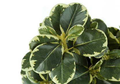 14&quot; Tall, Artificial Plant, Ficus, Indoor, Faux, Fake, Table, Greenery, Potted, Decorative (Set of 2) - Green / Black