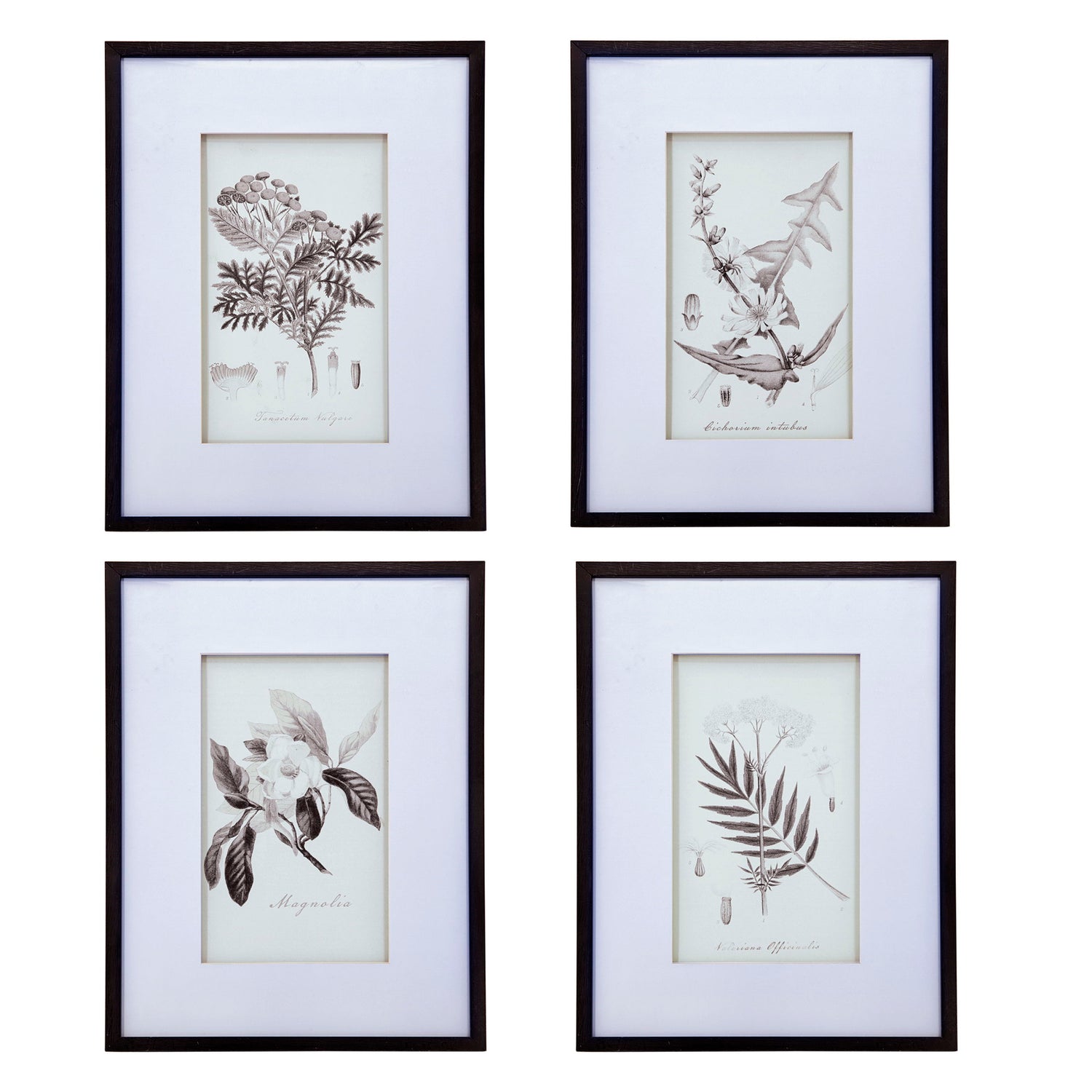 Botanical Wall Art Prints, Home Decor For Living Room Dining Room, Bedroom, Hallway (Set of 4) - White / Black